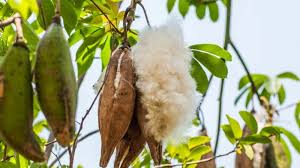 Gối bông gòn - sự gắn bó tuổi thơ